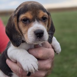 Gatsby - Black red and white male Beagle puppy in Bethany, Missouri from Fox Creek Beagles