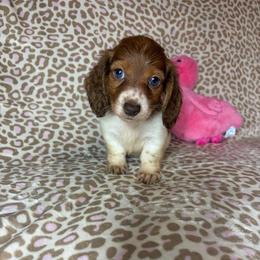 Becky - Piebald female Dachshund puppy in Lake City, Florida from My Ditzy Doxies of Florida