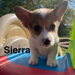 Sierra - Red female Pembroke Welsh Corgi puppy in Apison, Tennessee from Ashmore Corgis