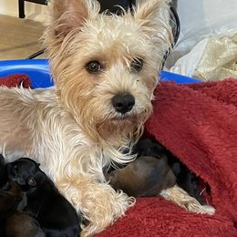 Yorkshire Terriers from Diamond Elite Kennels