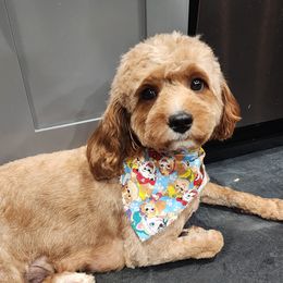 Margo - Cavapoo