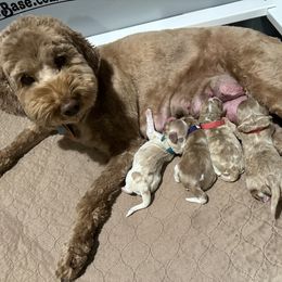 Girl 2 - female Australian Labradoodle puppy in Coeur D'alene, Idaho from Lake City Labradoodles
