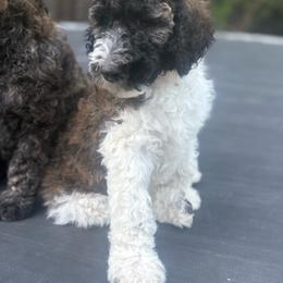 Rex's - Black male Poodle puppy in Redding, California from Canyon Creek Kennels