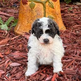 Luna - Black & tan tri-color female Maltipoo puppy in Greenfield, Iowa from Sugar Plum Puppies