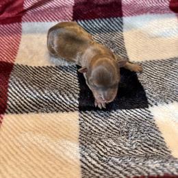 Uno - Blue and gold male Yorkshire Terrier puppy in Pryor, Oklahoma from DK’s Littles & Co