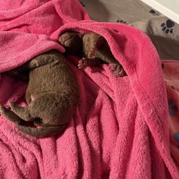 Chesapeake Bay Retriever Puppies from Blue Skye Chesapeakes