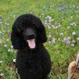 Poodles from Majestic Poodles