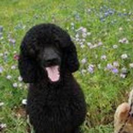 Poodles from Majestic Poodles