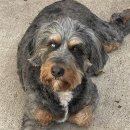 Remi - Bernedoodle