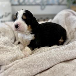Miss Adored - Tri-color female Bernedoodle puppy in Hegins, Pennsylvania from Bubbling Springs Doodles, LLC