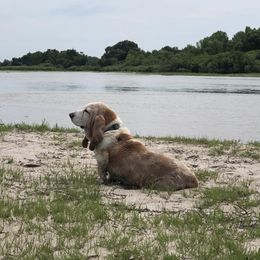 Basset Hounds from WoodKrick Bassets