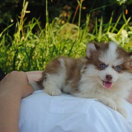 Freya - Chocolate female Pomsky puppy in Fort Laudardale, Florida from Pomsky Florida