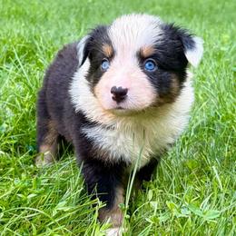 Girl 2 - Black tri female Miniature Australian Shepherd puppy in Turner, Maine from Bear Pond Aussies / Leonbergers of Maine