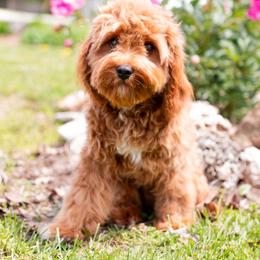 Harper - Cavapoo