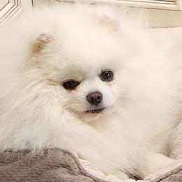Kevin - Pomeranian