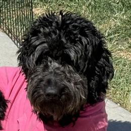 Lexi - Goldendoodle