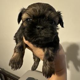 Boy 5 - Red male Shih Tzu puppy in Spring, Texas from Precious Tzu Crew