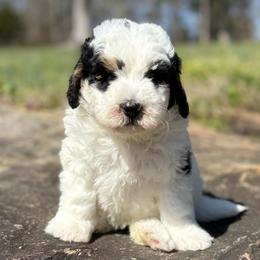 Blue Boy - Black and white male Bernedoodle puppy in Lacey’s Spring, Alabama from Daisy's Doodles