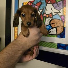 Elune - Red female Dachshund puppy in Redlands, California from Pearson's Dachshunds