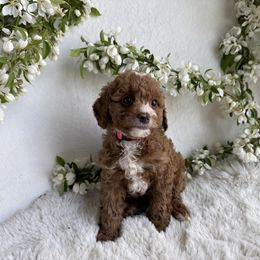 Bunny - Red  Goldendoodle puppy in Eagle Mountain, Utah from Lady Paws Puppies