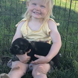 German Shepherd Puppies from Silver Elite Shepherds