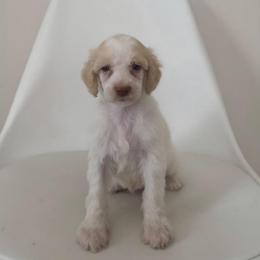 Freedom - Parti male Poodle puppy in Plainfield, New Jersey from Caris Paws Poodles and Labradoodles