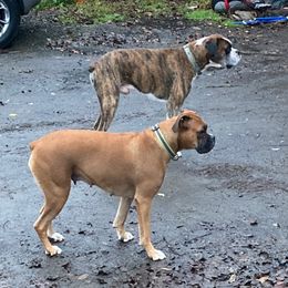 Boxers from Dudley’s Dream Boxers