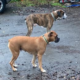 Boxers from Dudley’s Dream Boxers