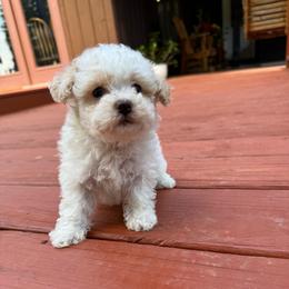 Carson - Champagne male Maltipoo puppy in Oakland, Kentucky from Imperial Dogs