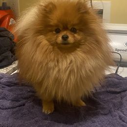 Darci - Pomeranian
