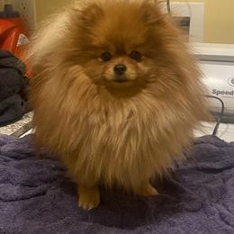Darci - Pomeranian