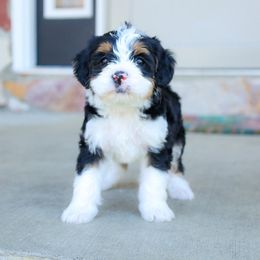 Aussiedoodle and Bernedoodle Puppies from Spring Mountain Doodles
