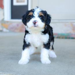 Aussiedoodle and Bernedoodle Puppies from Spring Mountain Doodles