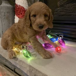 Bernedoodle, Goldendoodle, and Aussiedoodle Puppies from Lakeside Doodles
