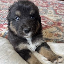 Flint - Black tri-color male Australian Shepherd puppy in Nezperce, Idaho from Willow Creek Farm