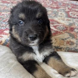 Flint - Black tri-color male Australian Shepherd puppy in Nezperce, Idaho from Willow Creek Farm