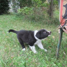 Border Collie Puppies from Kait Standal