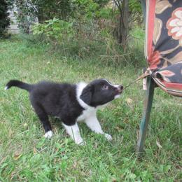 Border Collie Puppies from Kait Standal