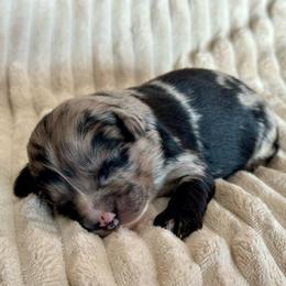 Atlas - Blue merle male Miniature Australian Shepherd puppy in New Hampton, Iowa from Full River Australian Shepherds