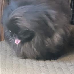 Jetta - Pekingese