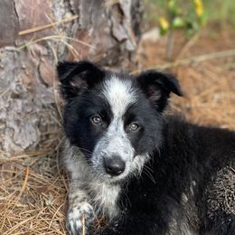 Border Collie Puppies from Rose Hollow Border Collies