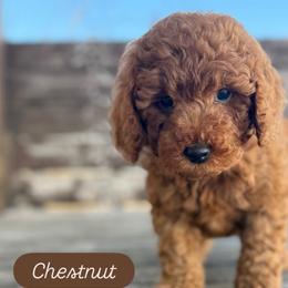 Chestnut - Red male Cavapoo puppy in Sugar City, Idaho from Taylor's Cavapoos
