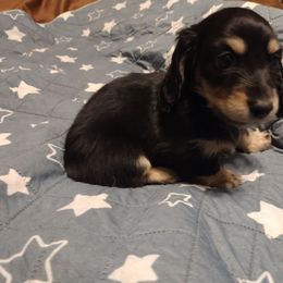 Black and Cream Male - Black and cream male Dachshund puppy in Highland Home, Alabama from Landey's Long Dogs