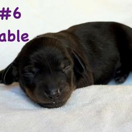 Girl 6 - Black and tan female Dachshund puppy in Hollidaysburg, Pennsylvania from Weenie Bros