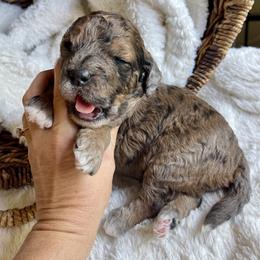Boy 1 - Merle male Bernedoodle puppy in Superior, Arizona from Mountain Bridge Doodles
