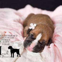 Boxer Puppies from Hawk Creek Boxers