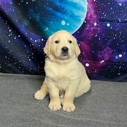 Leo - Light golden male Golden Retriever puppy in Adair, Oklahoma from Rejoice Retrievers