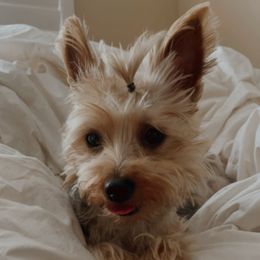 Fenty - Yorkshire Terrier