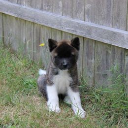Akita Puppies from Excel Shu-Ku Akitas