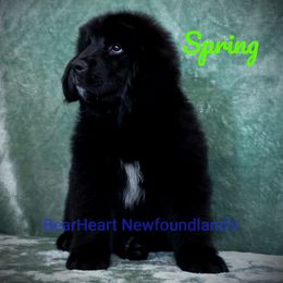 Spring - White and black female Newfoundland puppy in Cortez, Colorado from Bear Heart Newfoundlands, LLC